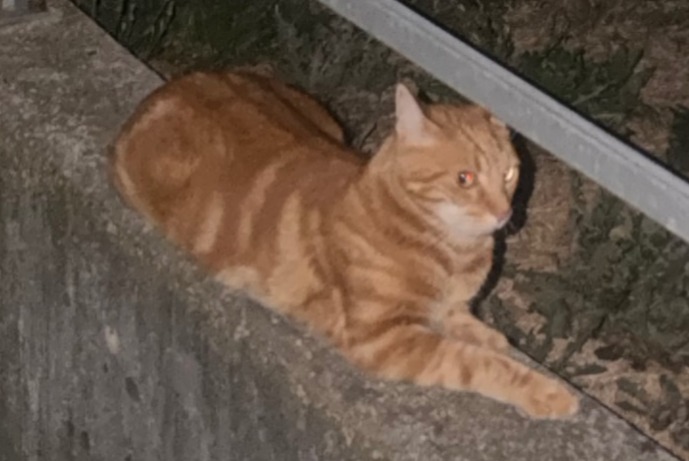Fundmeldung Katze Männliche Estavayer Schweiz