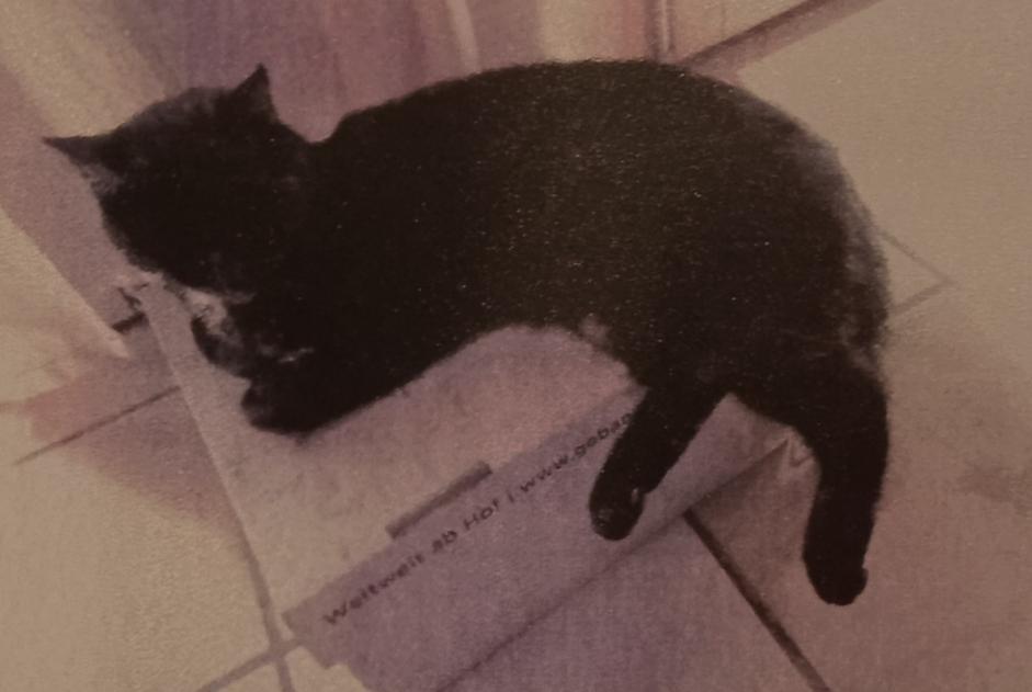 Vermisstmeldung Katze Weiblich , 55 jahre Chur Schweiz Vermisstmeldung Katze Weiblich , 55 jahre Chur Schweiz