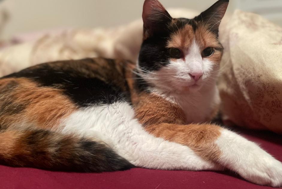 Vermisstmeldung Katze Weiblich , 4 jahre Arbaz Schweiz