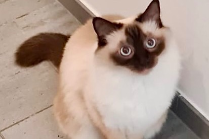 Disappearance alert Cat miscegenation Female , 43 years Zug Switzerland
