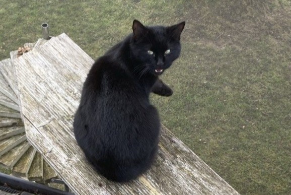 Alerta de Desaparición Gato cruce Macho , 2 años Avenches Suiza