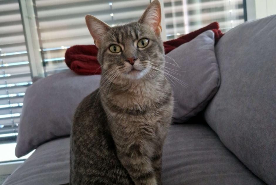 Alerte Disparition Chat croisement Femelle , 7 ans Ayent Suisse