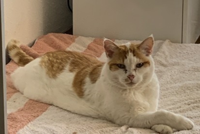 Alerte Disparition Chat  Mâle , 17 ans Ecublens Suisse