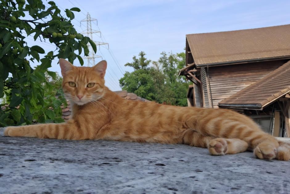 Alerte Disparition Chat Femelle , 2 ans Lausanne Suisse