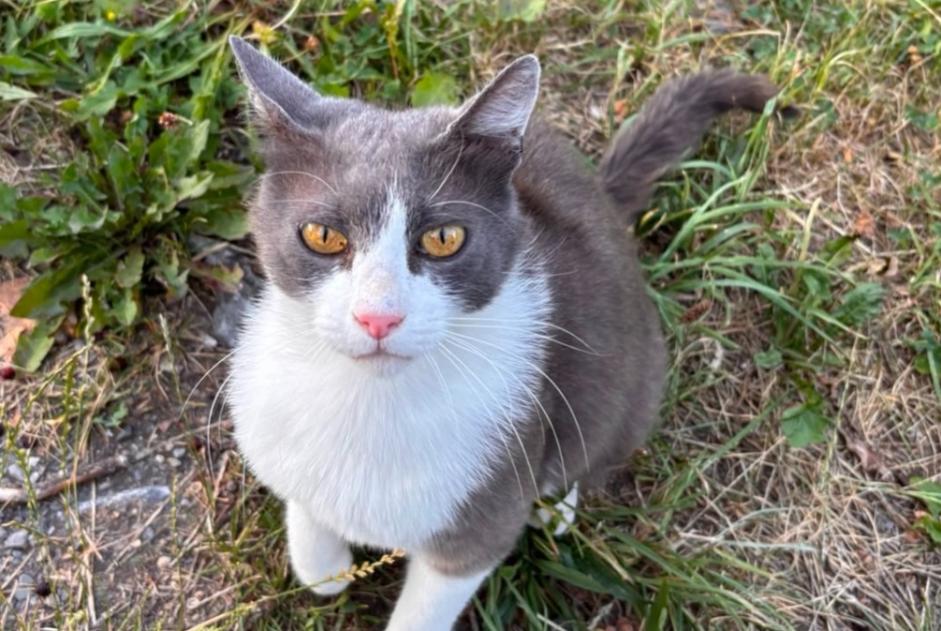 Alerte Découverte Chat Inconnu Vérossaz Suisse Alerte Découverte Chat Inconnu Vérossaz Suisse