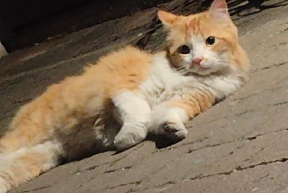 Alerte Découverte Chat croisement Femelle Vevey Suisse