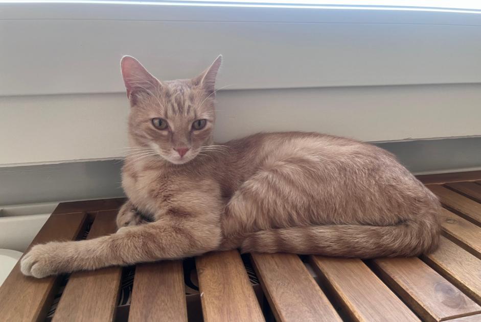 Alerte Découverte Chat Inconnu Lausanne Suisse