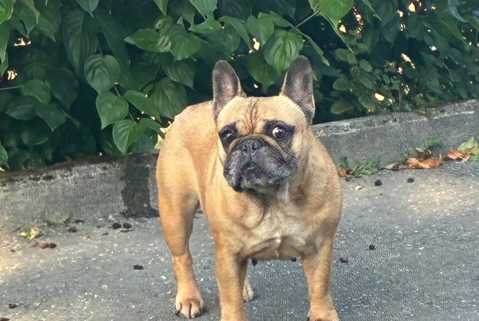 Alerte Découverte Chien  Inconnu Crissier Suisse