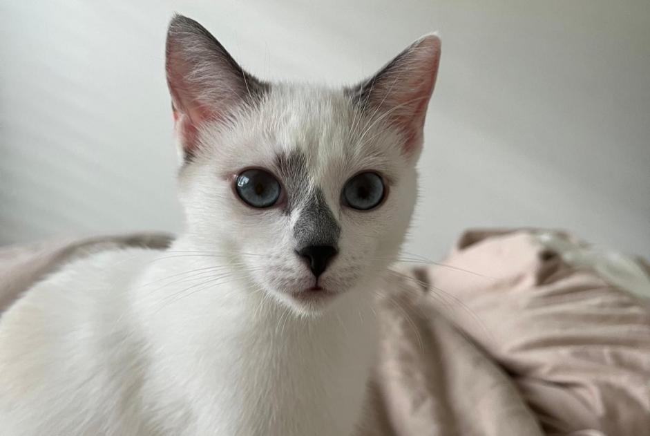 Avviso scomparsa Gatto Femmina , 0 anni Thônex Svizzera Avviso scomparsa Gatto Femmina , 0 anni Thônex Svizzera