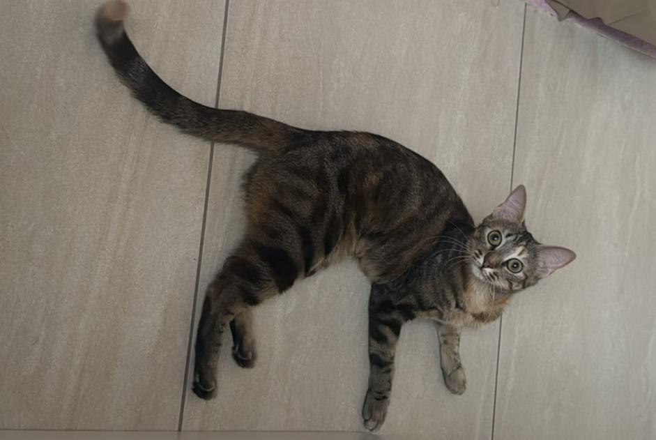 Avviso scomparsa Gatto Femmina , 1 anni Allaman Svizzera