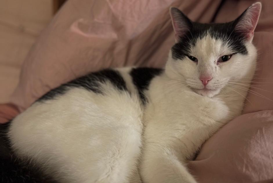 Avviso scomparsa Gatto  Maschio , 3 anni Montilliez Svizzera
