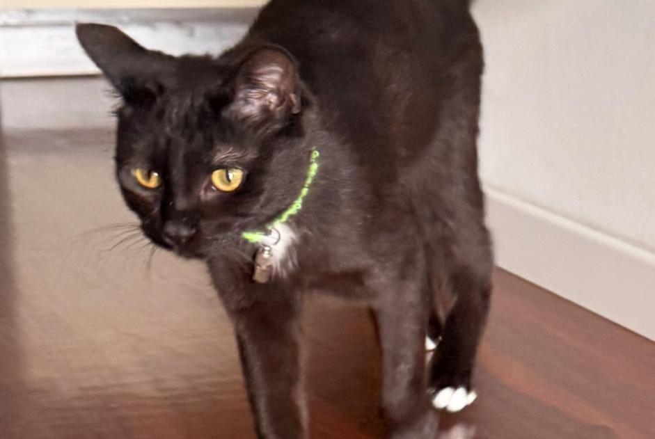 Alerta desaparecimento Gato cruzamento Fêmea , 1 anos Lutry Switzerland