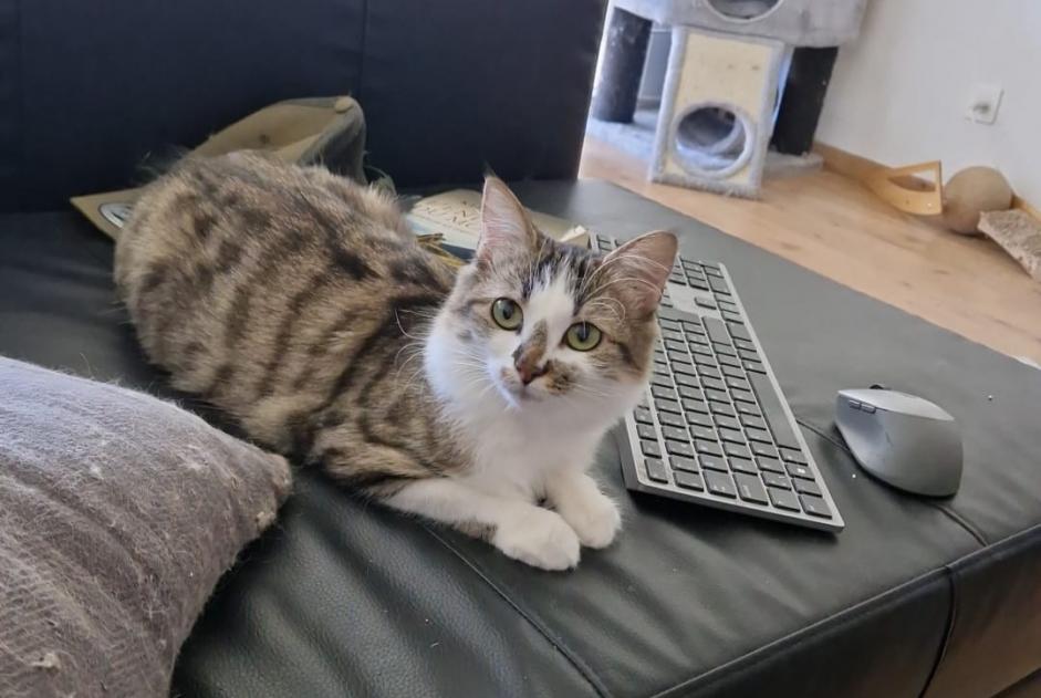 Alerta desaparecimento Gato cruzamento Fêmea , 1 anos Saint-Cergue Switzerland Alerta desaparecimento Gato cruzamento Fêmea , 1 anos Saint-Cergue Switzerland