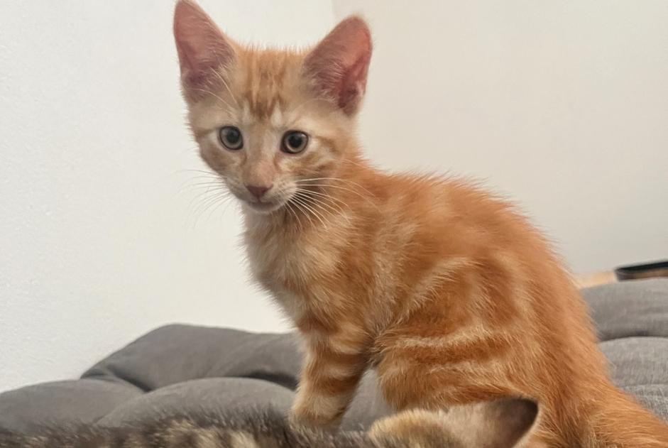 Alerta descoberta Gato Macho , Entre 1 e 3 meses Fully Switzerland
